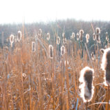 Bulrushes_in_frozen_wetland