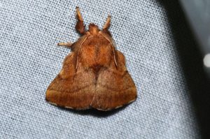 forest-tent-caterpillar-moth