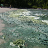 algae.Lori_.Volkart.2006