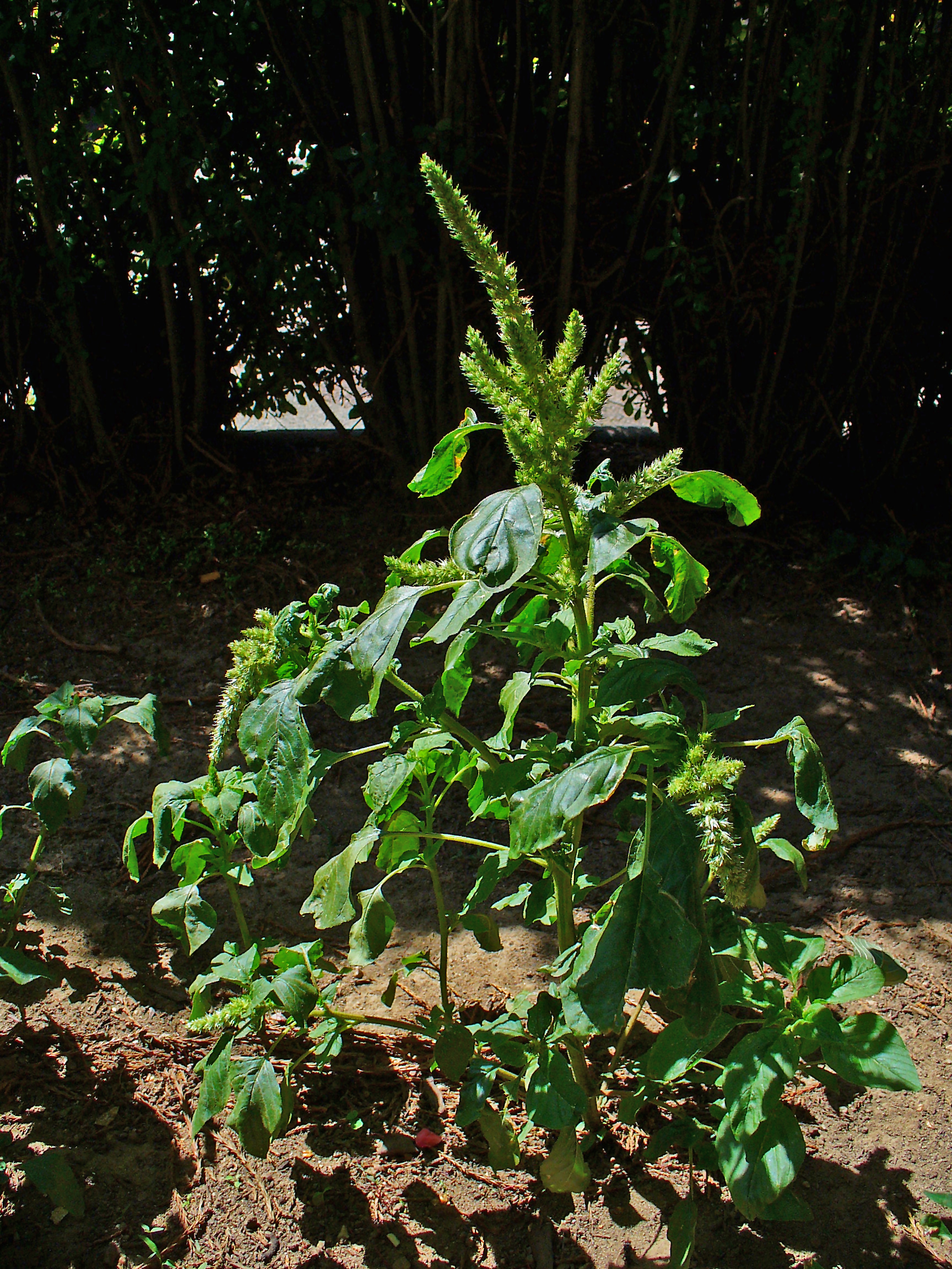 Smooth pigweed (Amaranthus hybridus)