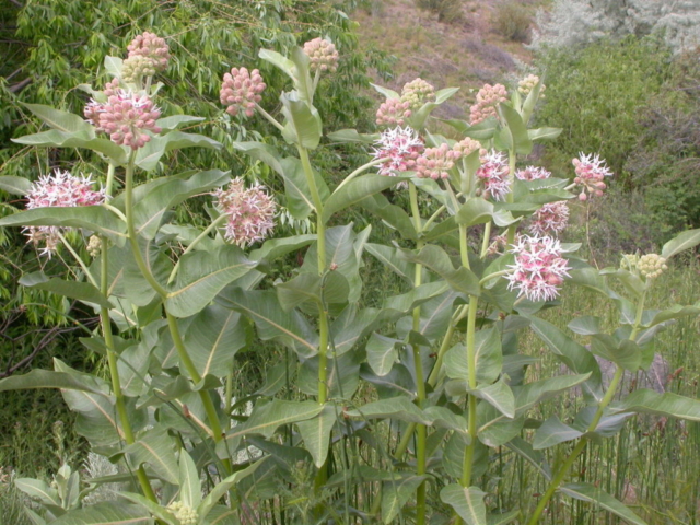 Showy milkweed (Asclepias speciosa)
