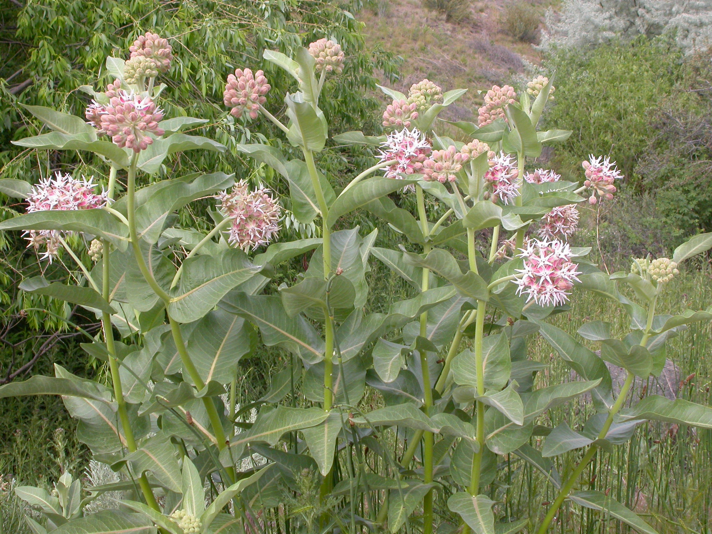Showy milkweed (Asclepias speciosa)